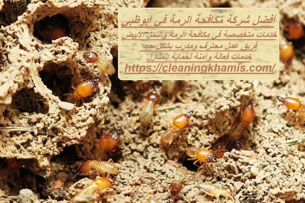 أفضل شركة مكافحة الرمة في ابوظبي