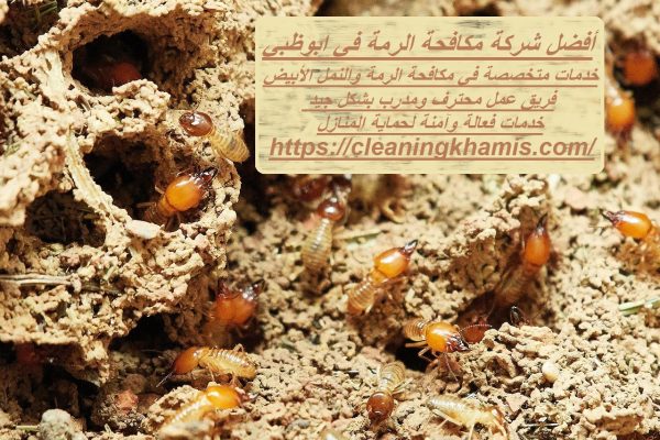 أفضل شركة مكافحة الرمة في ابوظبي
