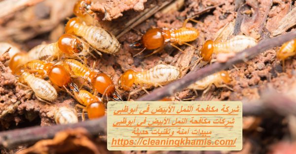 شركة مكافحة النمل الابيض في أبوظبي
